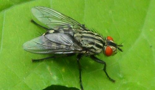 Sarcophaga sp.